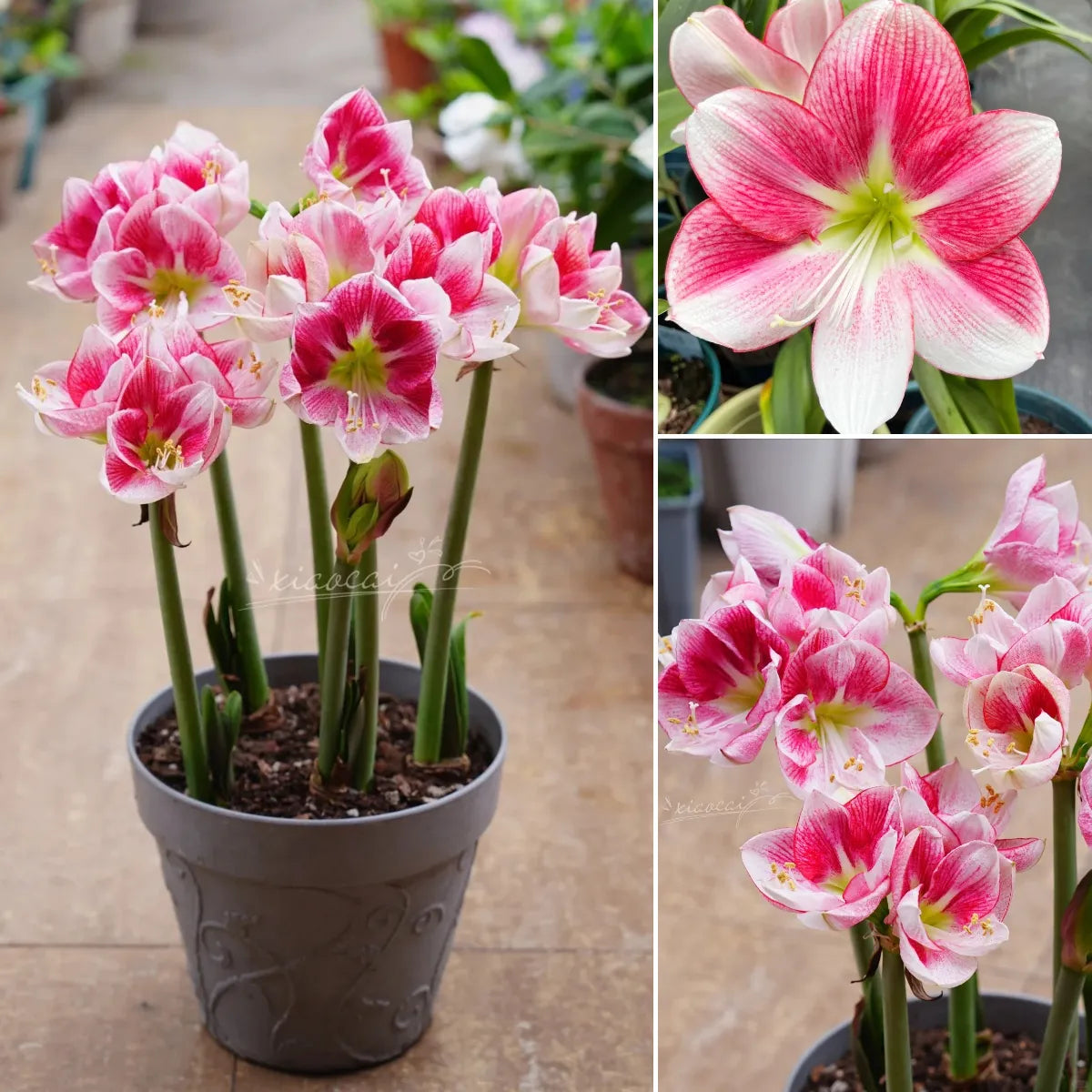 šHot Saleš·Amaryllis Bulbs