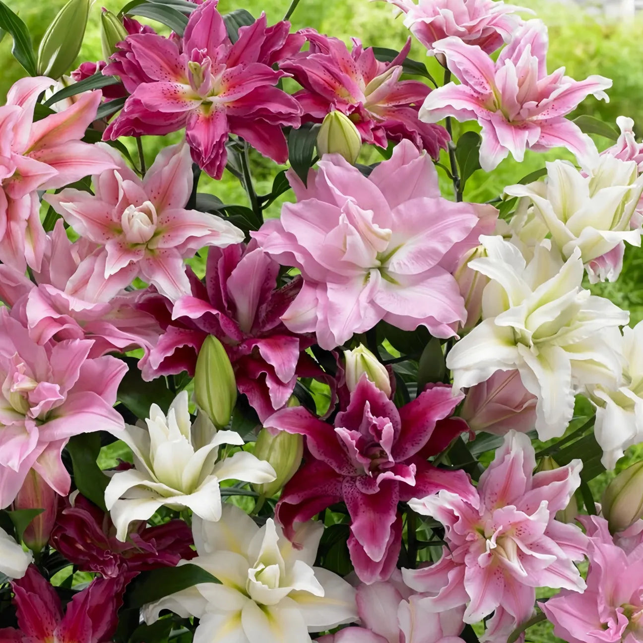 🌷Double-Flowered Perfume Lily Bulbs
