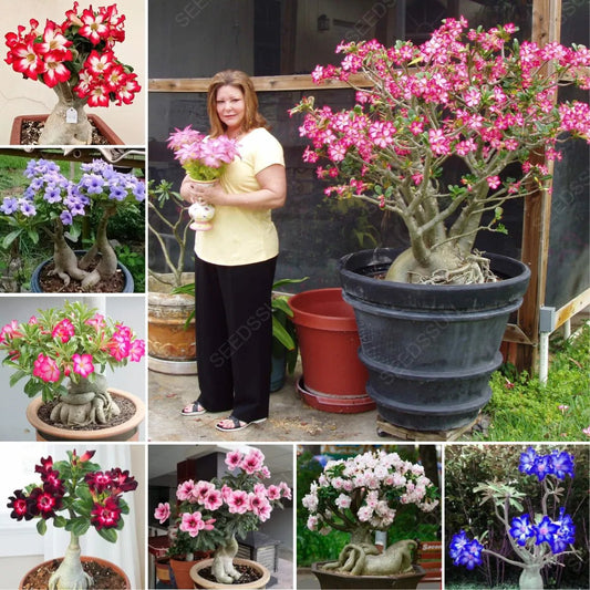 🔥LAST DAY 70% OFF🎁Desert Rose Seeds