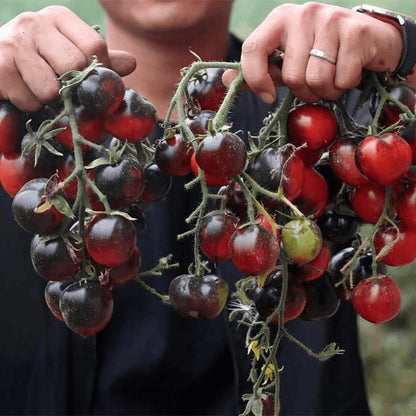 Black Pearl Tomato Seeds🍅Sweet & High Yield