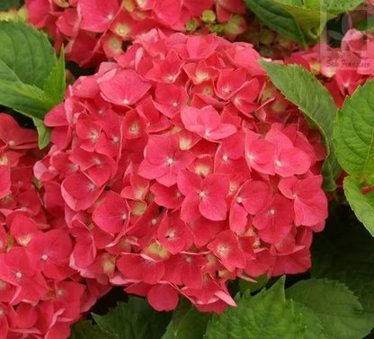 🌺Hydrangea Seed: Unlock Nature's Beauty