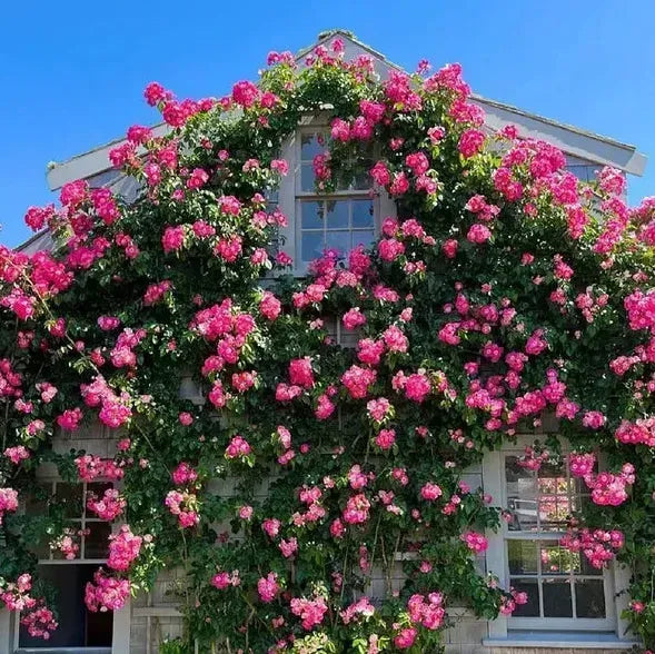 🌹🌹Climbing Rose - Luck Rising