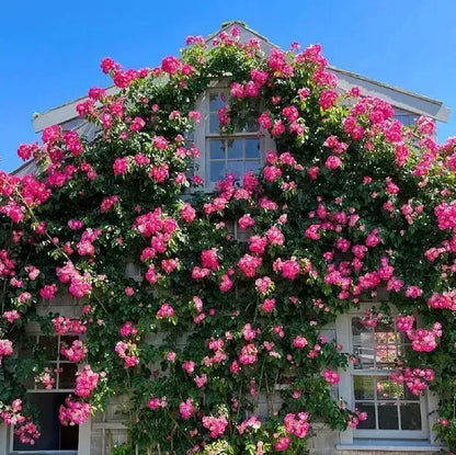 🌹🌹Climbing Rose - Luck Rising