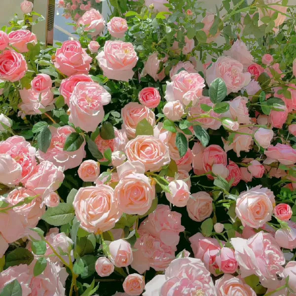 🌹🌹Climbing Rose - Luck Rising