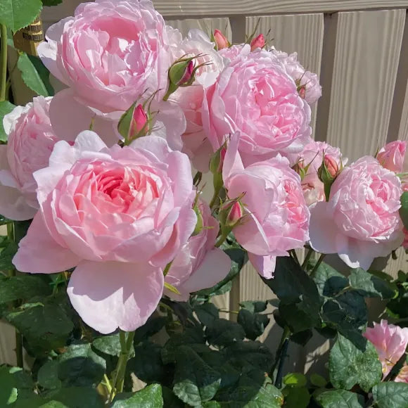 🌹🌹Climbing Rose - Luck Rising