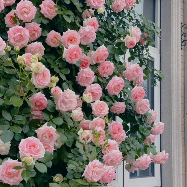 🌹🌹Climbing Rose - Luck Rising