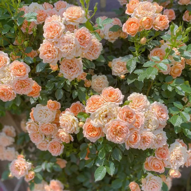 🌹🌹Climbing Rose - Luck Rising