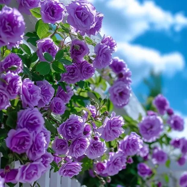 🌹🌹Climbing Rose - Luck Rising