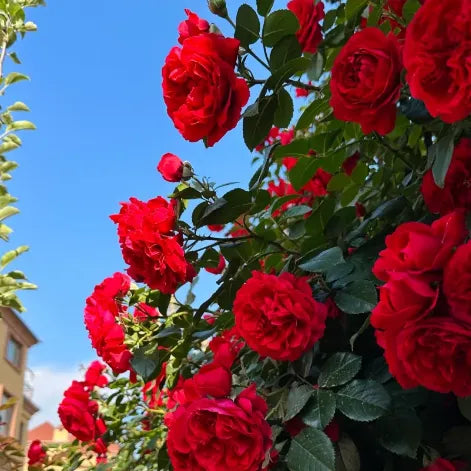 🌹🌹Climbing Rose - Luck Rising