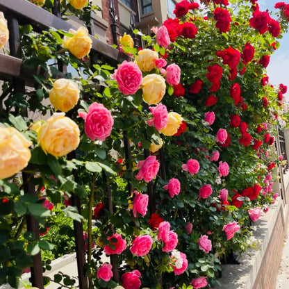 🌹🌹Climbing Rose - Luck Rising