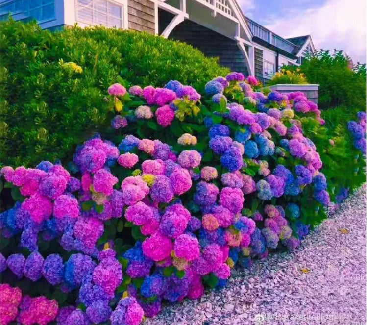 🌺Hydrangea Seed: Unlock Nature's Beauty