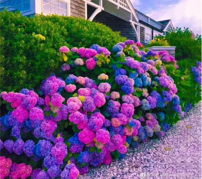 🌺Hydrangea Seed: Unlock Nature's Beauty