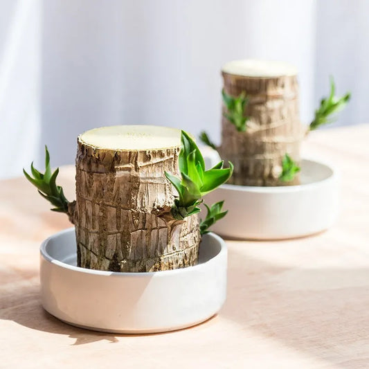 Fortune Brazil Wood Potted Plant