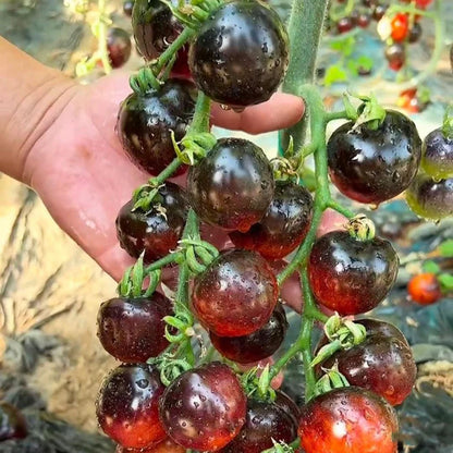 Black Pearl Tomato Seeds🍅Sweet & High Yield