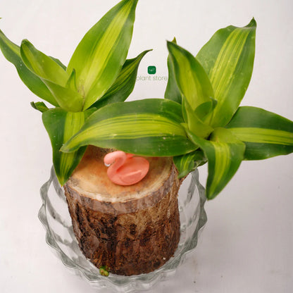 Fortune Brazil Wood Potted Plant