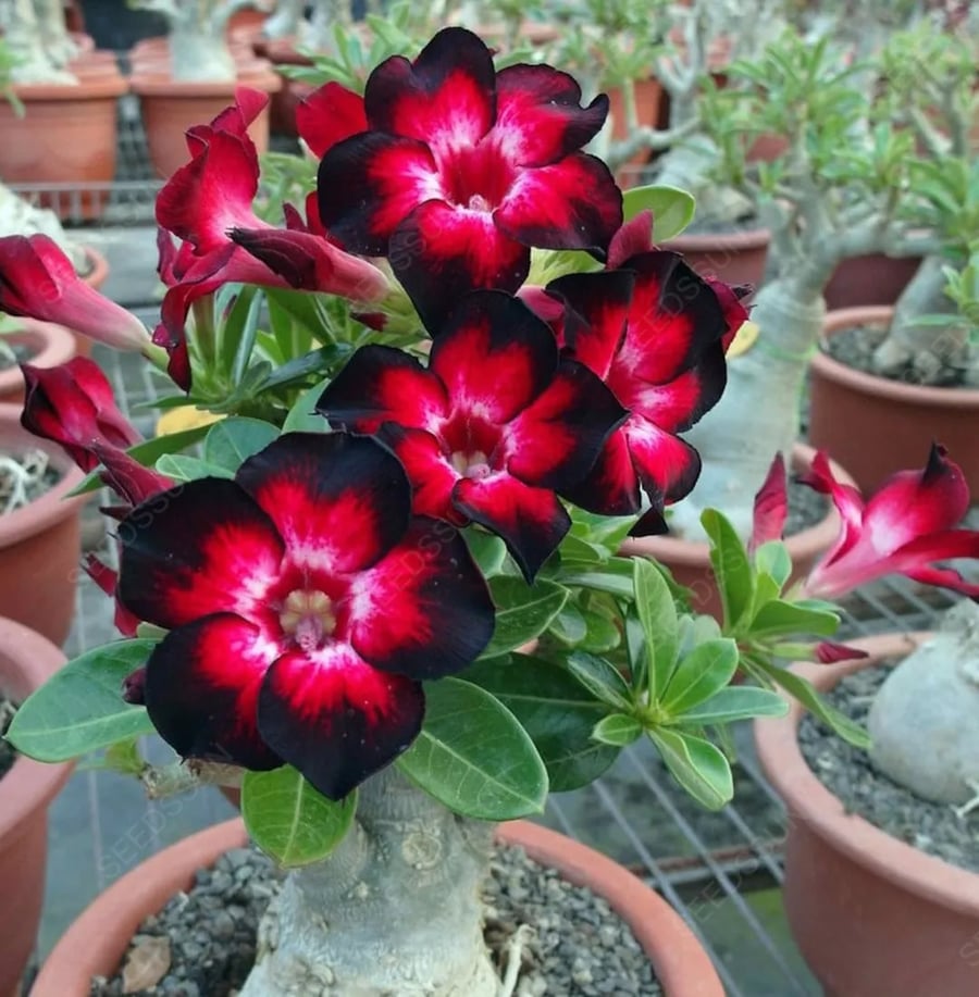 🔥LAST DAY 70% OFF🎁Desert Rose Seeds
