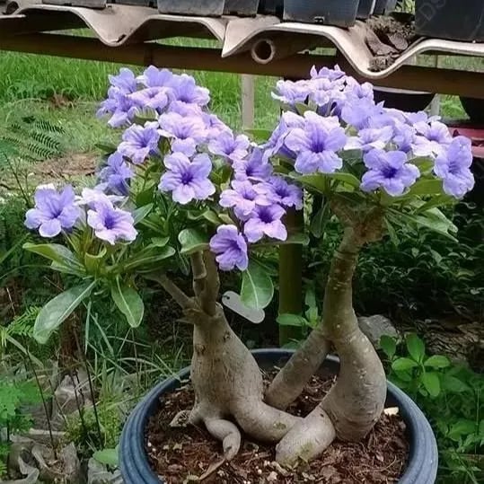 🔥LAST DAY 70% OFF🎁Desert Rose Seeds
