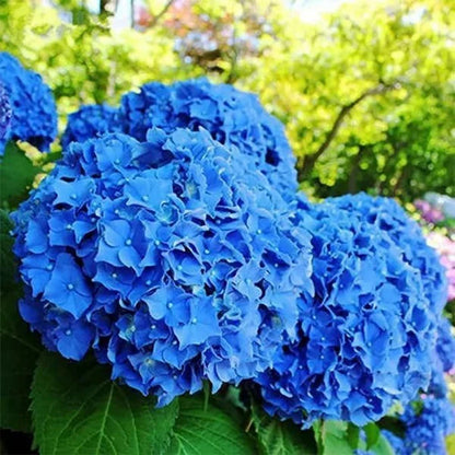 🌺Hydrangea Seed: Unlock Nature's Beauty