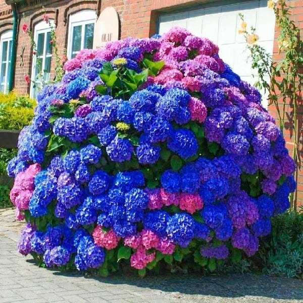 🌺Hydrangea Seed: Unlock Nature's Beauty