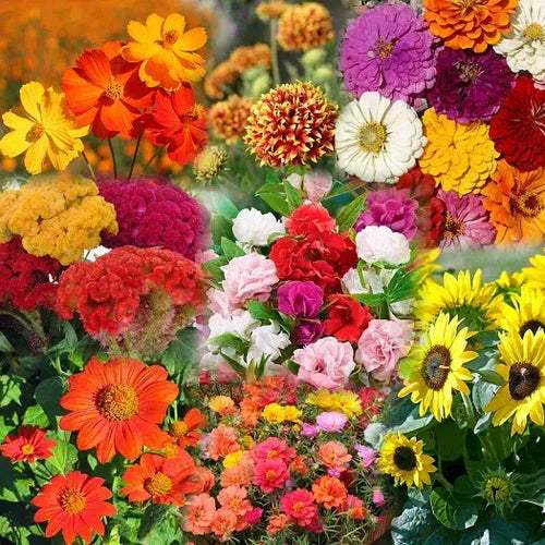 🔥49% off! Mixed Perennial Flower Seeds - Over 60 Mixed Varieties