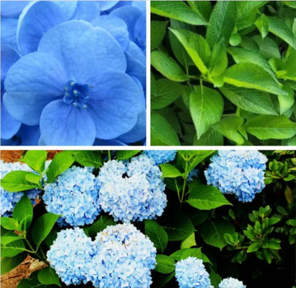 🌺Hydrangea Seed: Unlock Nature's Beauty