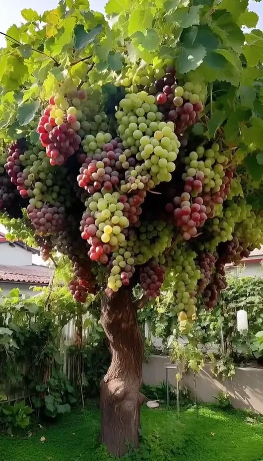 🍇Midknight Beauty Grapes Seeds🌱