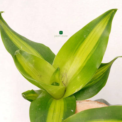 Fortune Brazil Wood Potted Plant