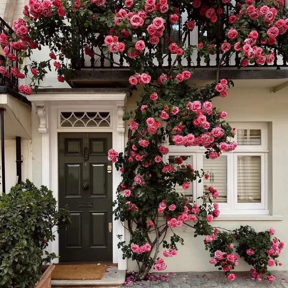 🌹🌹Climbing Rose - Luck Rising