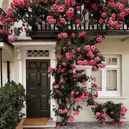 🌹🌹Climbing Rose - Luck Rising