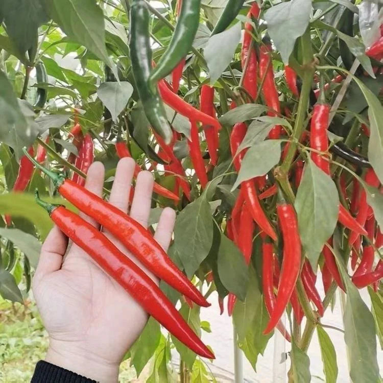 World's Best Selling Chili Seeds