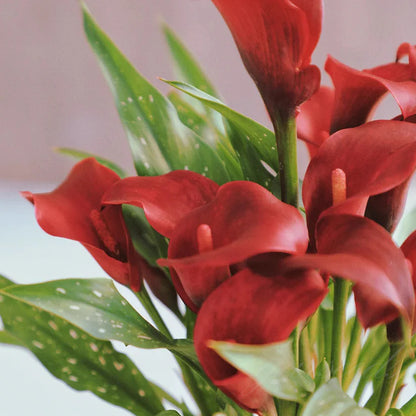 💗Calla Lily Bulbs🌷Blooms of Grace and Prestige