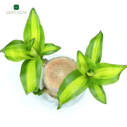 Fortune Brazil Wood Potted Plant