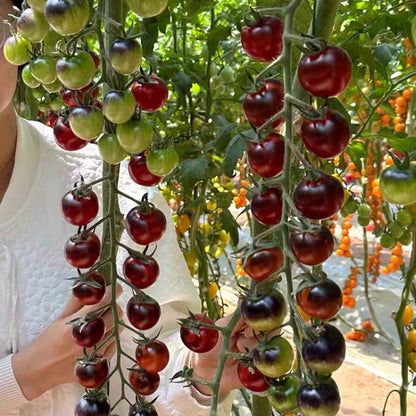 Black Pearl Tomato Seeds🍅Sweet & High Yield