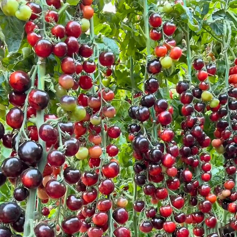 Black Pearl Tomato Seeds🍅Sweet & High Yield