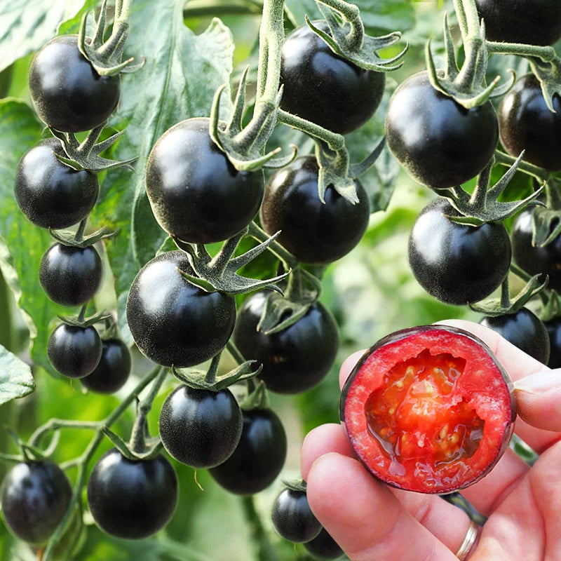 Black Pearl Tomato Seeds🍅Sweet & High Yield