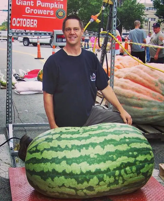 Watermelon Seeds - Lazy