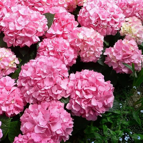 🌺Hydrangea Seed: Unlock Nature's Beauty