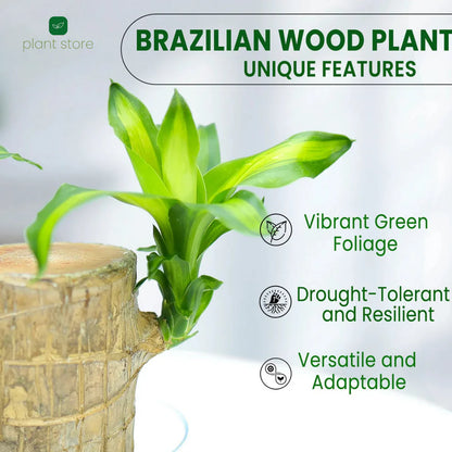 Fortune Brazil Wood Potted Plant