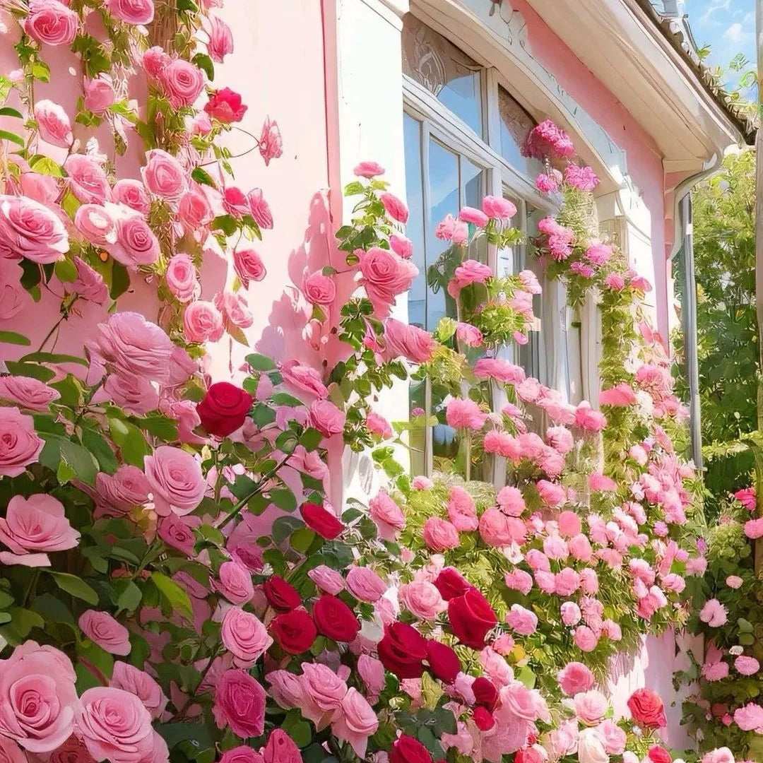 🌹🌹Climbing Rose - Luck Rising