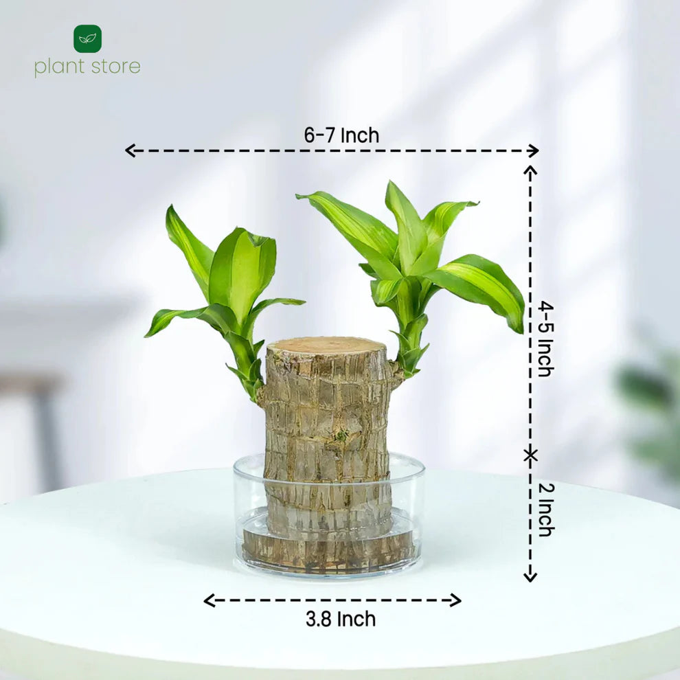 Fortune Brazil Wood Potted Plant