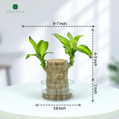 Fortune Brazil Wood Potted Plant