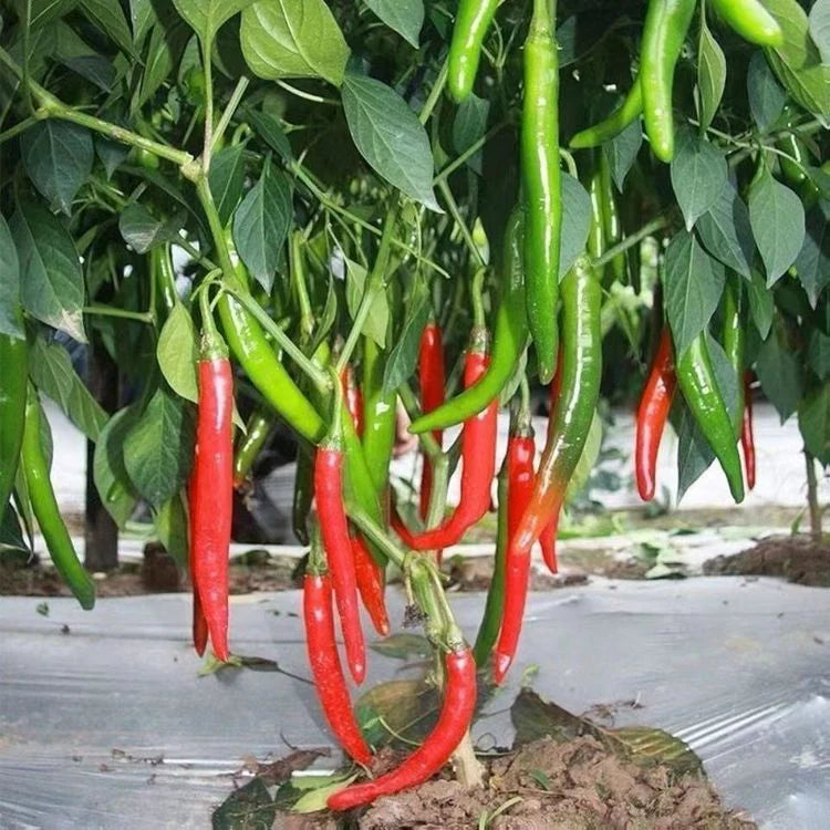 World's Best Selling Chili Seeds