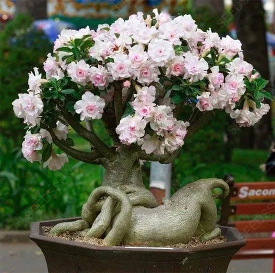 🔥LAST DAY 70% OFF🎁Desert Rose Seeds