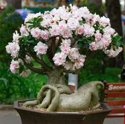 🔥LAST DAY 70% OFF🎁Desert Rose Seeds