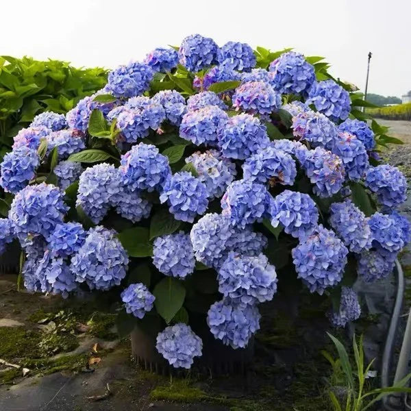 🌺Hydrangea Seed: Unlock Nature's Beauty