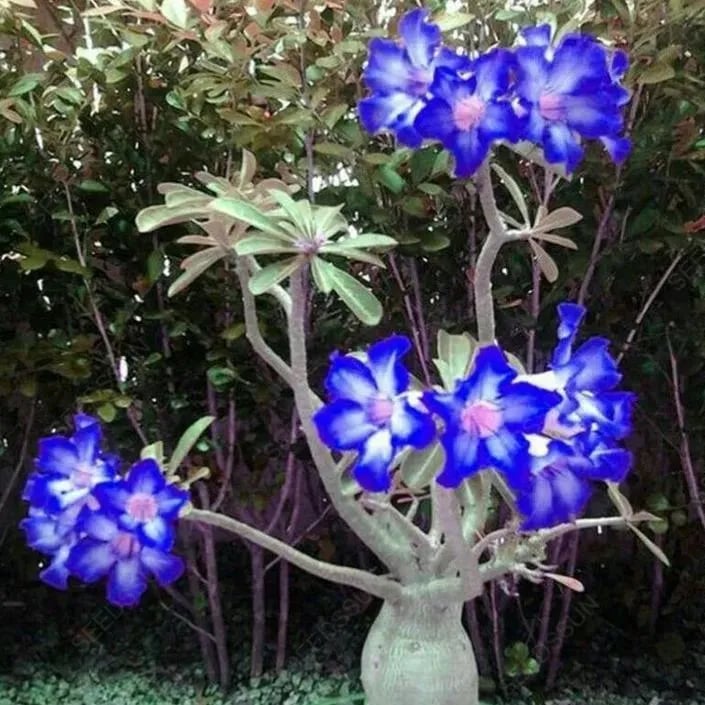 🔥LAST DAY 70% OFF🎁Desert Rose Seeds