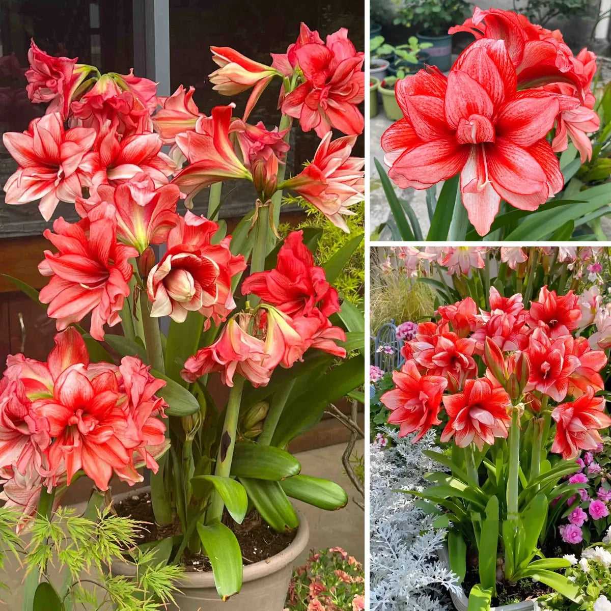 🎉Hot Sale🌷Amaryllis Bulbs