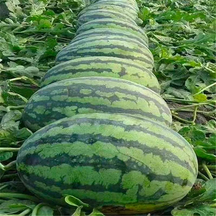 Watermelon Seeds - Lazy