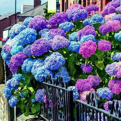 🌺Hydrangea Seed: Unlock Nature's Beauty