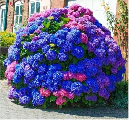🌺Hydrangea Seed: Unlock Nature's Beauty